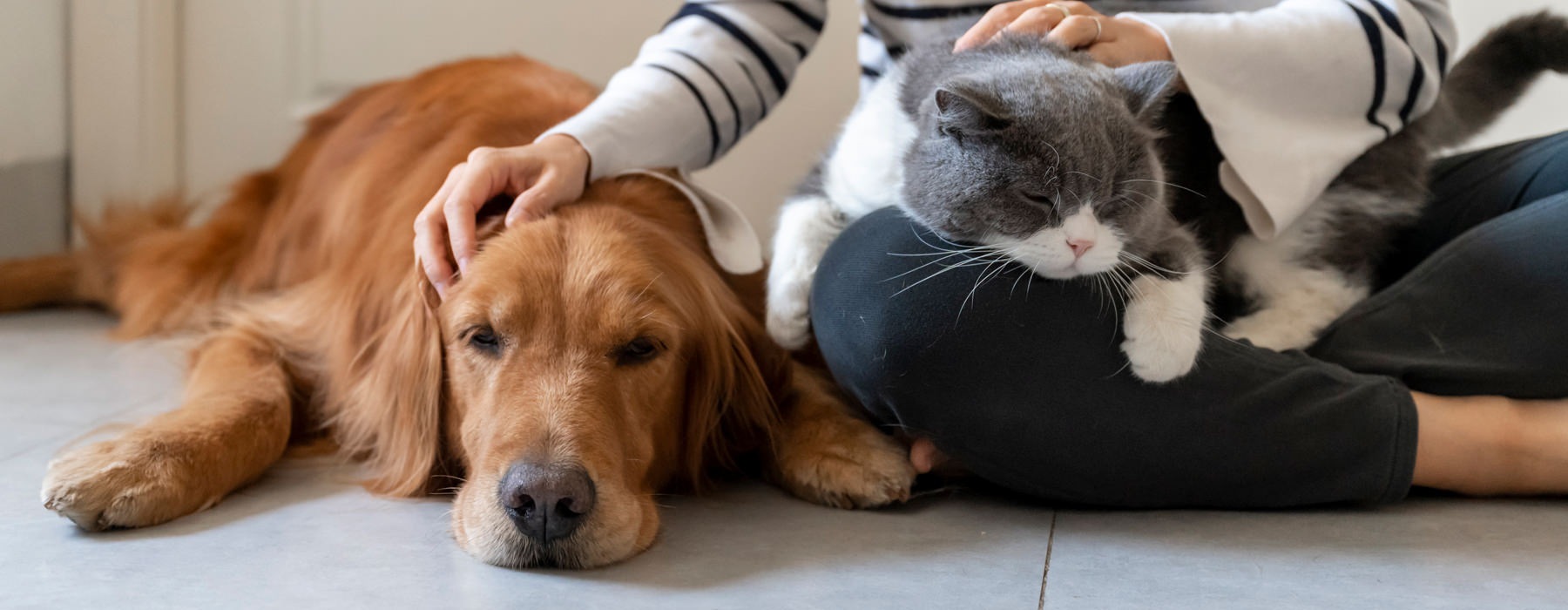 person petting a cat and dog